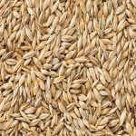 Barley imported by Bekata